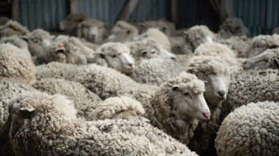 Lana y carne ovina en alza reavivan las expectativas del rubro en el norte