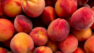 Actualización del marco normativo del Programa Nacional de Moscas de la Fruta