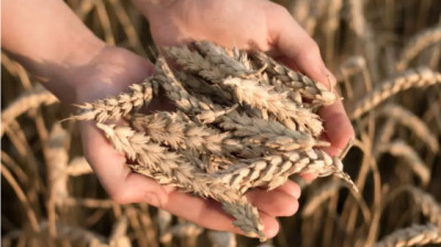 Trigo: recomendaciones para la elección de materiales para la próxima campaña