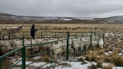 Ovinos: manejo, suplementación y monitoreo, las claves de la recría