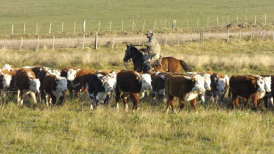 Ganadería 4,0: si Argentina mejora el destete, podría tener 2 Mill. más de terneros por año