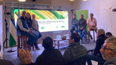 Riego y tecnología: las claves del Maíz de alto rendimiento en el sur