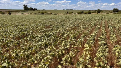 La sequía genera pérdidas por más de US$ 1.000 millones en la agricultura