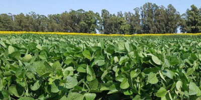 La falta de agua del verano le descontó más de 1 Mt de soja a la región núcleo