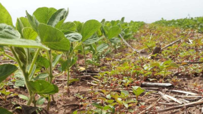 Monitoreo Nacional Red: ¿qué plagas destacan hoy según los datos más recientes?