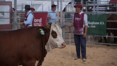 Buena demanda por las hembras en el remate de Expo Braford Avanza