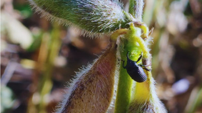Picudo negro: confirman el avance del insecto en cultivos de soja