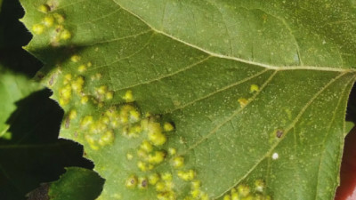 Girasol: el INTA monitorea enfermedades en el centro del país