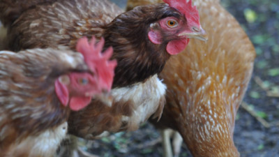 Río Negro: Detección de un caso de influenza Aviar en aves de traspatio