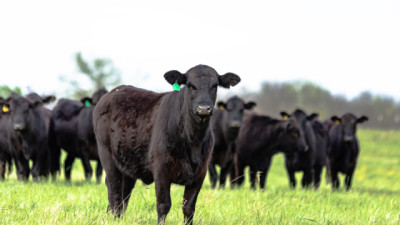 Menor oferta, más exportaciones y precios en alza: el nuevo mapa de la Carne vacuna argentina