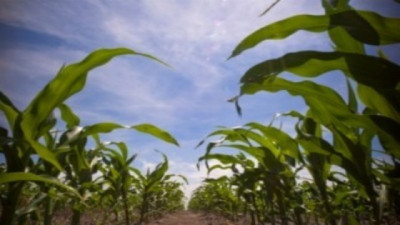 Maíz temprano: donde venía mal, cayó aún más el rinde, pero también subió en las zonas con más agua