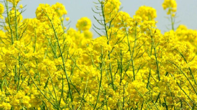 Carinata, camelina y colza: su rol en la intensificación de los sistemas agrícolas