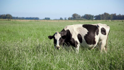 La producción de leche crece 10%, pero los Tambos siguen en rojo