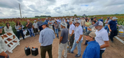 El Sorgo puede duplicar su rinde: la clave está en 3 decisiones