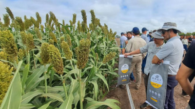 De 3.800 a 8.000 kg: el salto posible del Sorgo