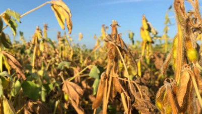 Comenzó con apuro la cosecha de soja en la región y hay temor por los pronósticos