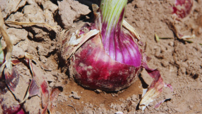 Presentan una nueva variedad de Cebolla de bulbos rojos