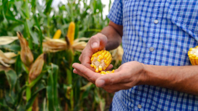 Maíz: Illinois relanza su estrategia y apuesta a la especialización para ganar rendimiento