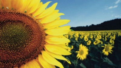 El girasol va por todo: piden 0% de retenciones para duplicar exportaciones