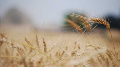 Más volumen y más dólares: el Agro arranca fuerte el 2026