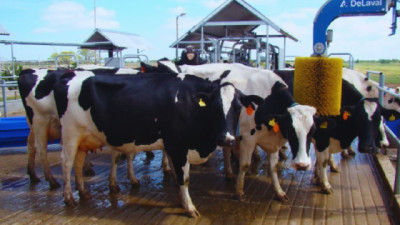 Con robótica, los tambos triplican la productividad y la eficiencia