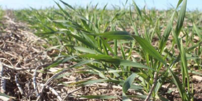 ¿Por qué cae la siembra de Trigo pese a las buenas condiciones climáticas?