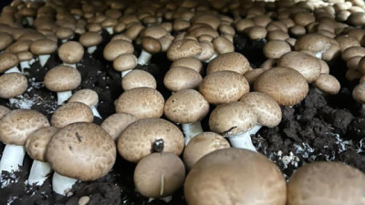 Producción de hongos, de ingrediente gourmet a la mesa de los hogares