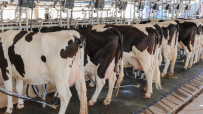 Lechería: más producción, tambos bajo presión y la quiebra de SanCor aceleran el reordenamiento del sector