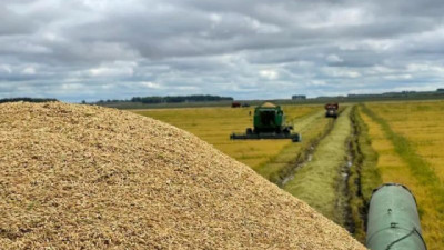 La cosecha de arroz alcanza el 82% y mantiene un avance sostenido a nivel nacional