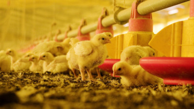 Argentina restituye su estatus de país libre de influenza Aviar altamente patógena