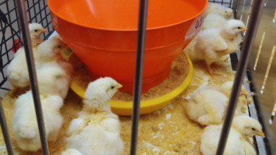 Estudian alternativas naturales para potenciar la producción avícola