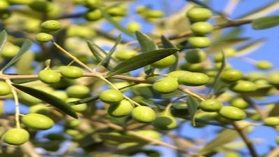 Olivares resistentes y la diversidad que asegura el futuro