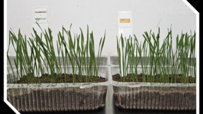 El costo silencioso de los rindes récord de Trigo: menor proteína y menos vigor