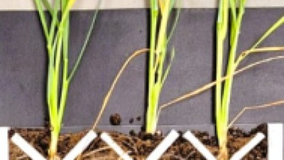 Trigo: hasta 25% más de espigas y mejor índice de cosecha con tecnologías biológicas