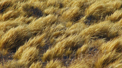 Actualizan el mapa global de pastizales a partir del mapeo satelital