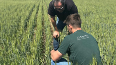 Amauta renueva su imagen y pone el foco en cerrar la brecha de rendimiento en trigo