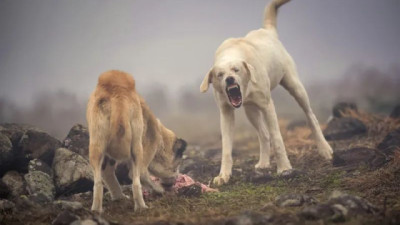 Crisis ganadera en la Patagonia: el impacto de jaurías de perros en la producción