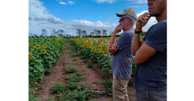 Alto Oleico: Zeta Semillas refuerza su apuesta con genética argentina para competir a nivel global