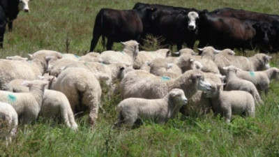 Exportaciones de carne ovina facturan 25% más y de carne vacuna 24%