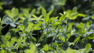 Innovaciones para nutrir efectiva y responsablemente cultivos y pasturas
