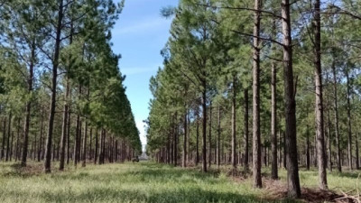 Foresto industria argentina: más de 70 mercados y un crecimiento sostenido del 18%