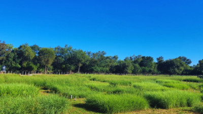 Diversificar la base forrajera para mejorar la producción ganadera