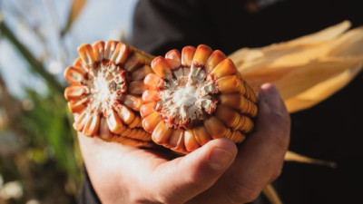 Agronomía, la base para tomar  decisiones integrales en maíz