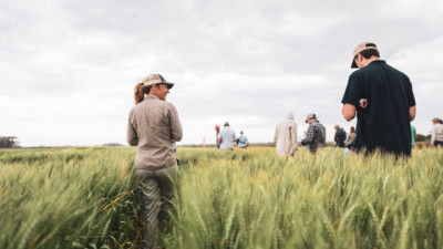 Trigo en agenda: genética y adaptación, ejes del nuevo escenario del cultivo