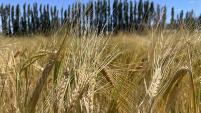Trigo 2026: cómo ganar hasta 25% más ajustando la nutrición
