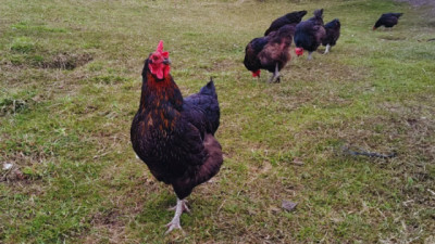 Evalúan tecnología para incrementar la producción de huevos en invierno