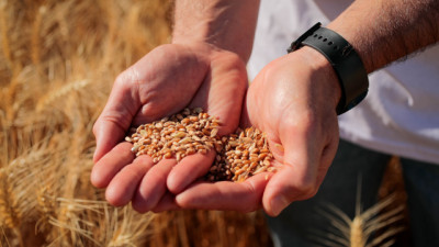 A Todo Trigo: BASF muestra cómo mejorar rindes y márgenes en Trigo y Cebada