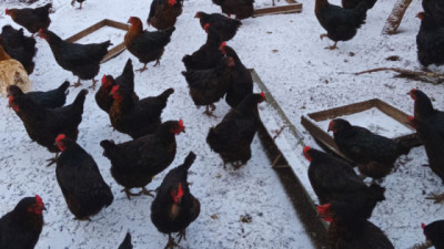En la Patagonia, una tecnología permite incrementar la producción de huevos en invierno