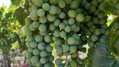 Viñedos: un ensayo en Mendoza logró aumentar 19% el rendimiento sin resignar calidad