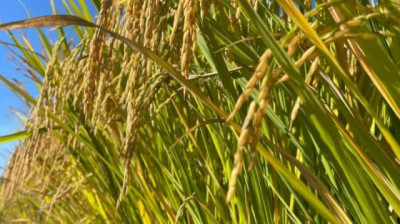 USDA proyecta leve descenso en la producción mundial de arroz 26/27